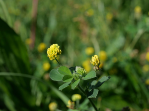 Luzerne lupuline - Medicago lupulina - fleurs © Marie-Geneviève Nicolas - Parc national des Ecrins