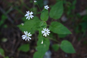Stellaire des bois - Stellaria nemorum © Dominique Vincent - Parc national des Ecrins