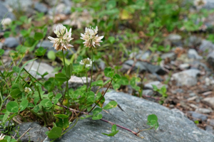 Trèfle rampant - Trifolium repens © Dominique Vincent - Parc national des Ecrins