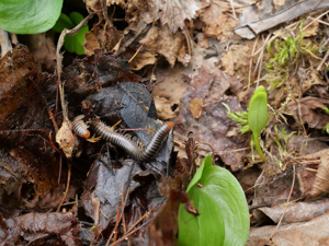 Cylindroiulus broti © Marie-Geneviève Nicolas - Parc national des Ecrins