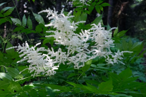 Barbe-de-bouc - Aruncus dioicus © Dominique Vincent - Parc national des Ecrins
