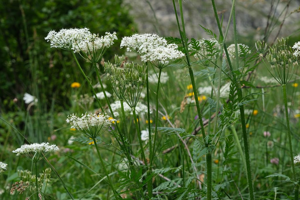 Cerfeuil de villard - Chaerophyllum villarsii © Dominique Vincent - Parc national des Ecrins