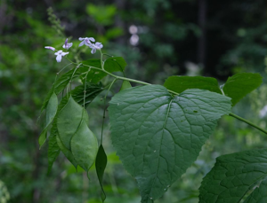 Lunaire vivace - Lunaria rediviva © Dominique Vincent - Parc national des Ecrins