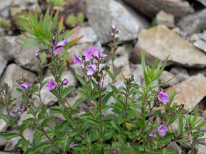 Véronique sous-ligneuse - Veronica fruticulosa © Marie-Geneviève Nicolas - Parc national des Ecrins