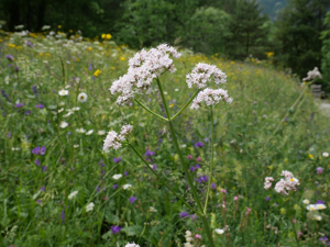 Valériane officinale - Valeriana officinalis © Marie-Geneviève Nicolas - Parc national des Ecrins