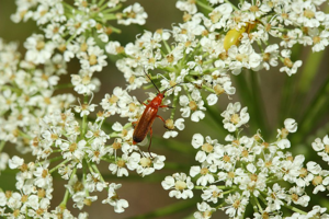 Rhagonycha fulva © Marc Corail - Parc national des Ecrins