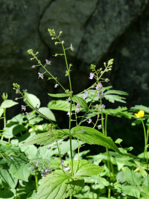 Véronique à feuilles d'ortie - Veronica urticifolia © Marie-Geneviève Nicolas - Parc national des Ecrins