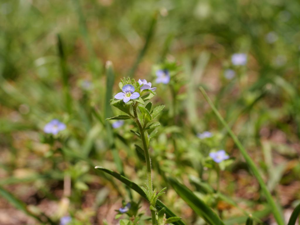 Véronique printanière - Veronica verna © Marie-Geneviève Nicolas - Parc national des Ecrins