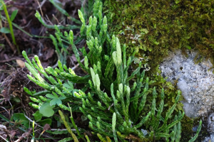 Lycopode des Alpes - Lycopodium alpinum © Dominique Vincent - Parc national des Ecrins