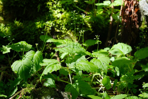 Circée des Alpes - Circaea alpina © Dominique Vincent - Parc national des Ecrins