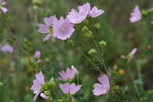 Mauve musquée - Malva moschata © Dominique Vincent - Parc national des Ecrins