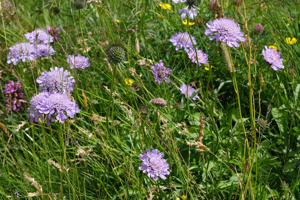 Scabieuse luisante - Scabiosa lucida © Dominique Vincent - Parc national des Ecrins