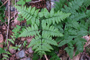 Polypode du chêne - Gymnocarpium dryopteris © Dominique Vincent - Parc national des Ecrins