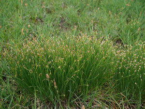Scirpe en touffe - Trichophorum cespitosum © Marie-Geneviève Nicolas - Parc national des Ecrins