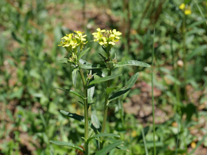 Vélar à feuilles d'épervière - Erysimum virgatum © Marie-Geneviève Nicolas - Parc national des Ecrins