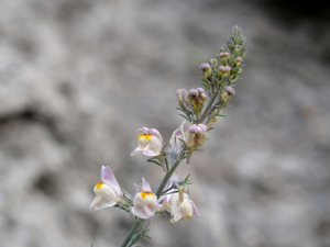Linaire rampante - Linaria repens © Marie-Geneviève Nicolas - Parc national des Ecrins