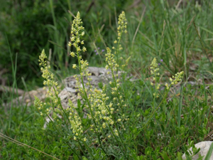Réséda jaune - Reseda lutea © Marie-Geneviève Nicolas - Parc national des Ecrins