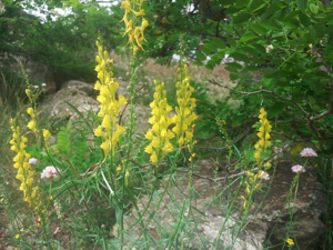 Linaire à feuilles étroites - Linaria angustissima © Marie-Geneviève Nicolas - Parc national des Ecrins