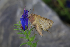 Livrée des arbres (La) - Malacosoma neustria © Marc Corail - Parc national des Ecrins