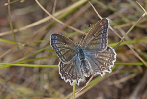 Azuré de l'Orobe (L') - Polyommatus daphnis © Jean Raillot - GRENHA