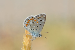 Azuré de L'Esparcette (L')-  Polyommatus thersites © Jean Raillot - GRENHA