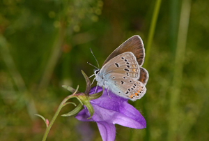 Azuré de la Jarosse (L') - Polyommatus amandus - femelle © Jean Raillot - GRENHA