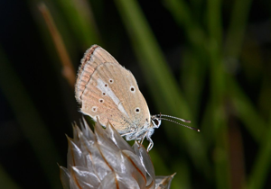 Sablé provençal (Le) - Polyommatus ripartii © Jean Raillot - GRENHA