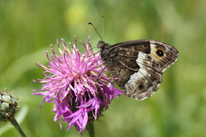 Sylvandre helvète (Le) - Hipparchia genava © Marc Corail - Parc national des Ecrins