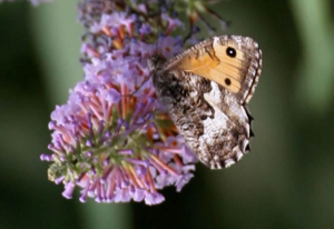 Agreste (L') - Hipparchia semele © Marc Corail - Parc national des Ecrins