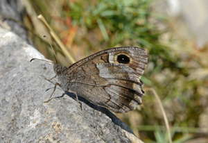 Faune (Le) - Hipparchia statilinus- mâle © Jean Raillot - GRENHA