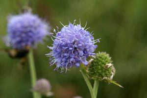 Succise des prés - Succisa pratensis © Cédric Dentant - Parc national des Ecrins
