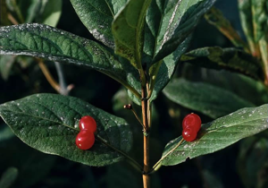 Chèvrefeuille alpin - Lonicera alpigena - fruits © Bernard Nicollet - Parc national des Ecrins