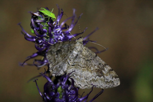 Boarmie recourbée (La) - Alcis repandata © Marc Corail - Parc national des Ecrins