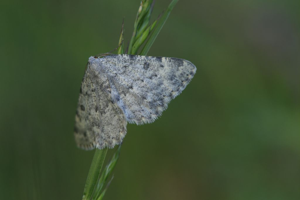 Gnophos glauque (La) - Charissa glaucinaria © Marc Corail - Parc national des Ecrins