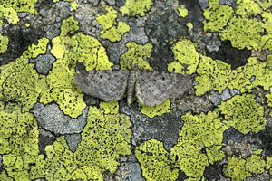 Eupithécie de la Vérâtre (L') - Eupithecia veratraria © Marc Corail - Parc national des Ecrins