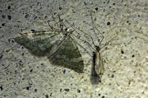 Cidarie glauque (La) - Colostygia aqueata © Marc Corail - Parc national des Ecrins