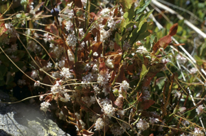Cuscute à petites fleurs - Cuscuta epithymum © Marie-Geneviève Nicolas - Parc national des Ecrins