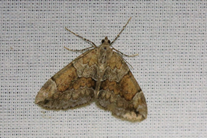 Corythée variée (La) - Thera variata © Marc Corail - Parc national des Ecrins