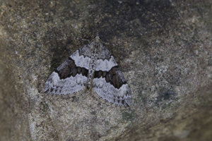 Corythée anglaise - Thera britannica © Marc Corail - Parc national des Ecrins