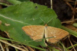Acidalie ocreuse (L') - Idaea ochrata © Marc Corail - Parc national des Ecrins