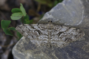 Boarmie des Résineux (La) - Peribatodes secundaria © Marc Corail - Parc national des Ecrins