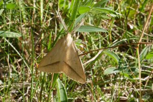 Aspilate jaunâtre (L') - Aspitates gilvaria - mâle © Marc Corail - Parc national des Ecrins