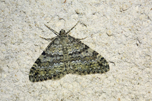 Entéphrie ceinture-jaune (L') - Entephria flavicinctata © Marc Corail - Parc national des Ecrins