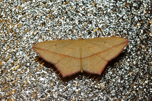 Timandre aimée (La) - Timandra comae © Marc Corail - Parc national des Ecrins