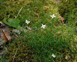 Moehringie mousse - Moehringia muscosa © Bernard Nicollet - Parc national des Ecrins