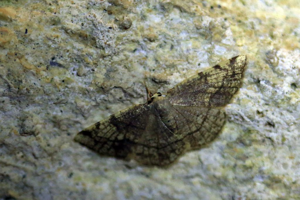 Stéganie du peuplier (La) - Stegania trimaculata © Marc Corail - Parc national des Ecrins
