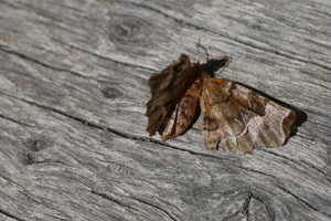 Ennomos illustre (L') - Selenia tetralunaria © Marc Corail - Parc national des Ecrins