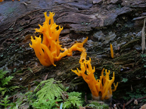 Calocera viscosa © Marie-Geneviève Nicolas - Parc national des Ecrins