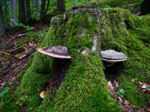 Polypore marginé - Fomitopsis pinicola © Marie-Geneviève Nicolas - Parc national des Ecrins