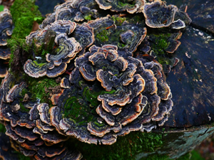 Trametes versicolor © Marie-Geneviève Nicolas - Parc national des Ecrins